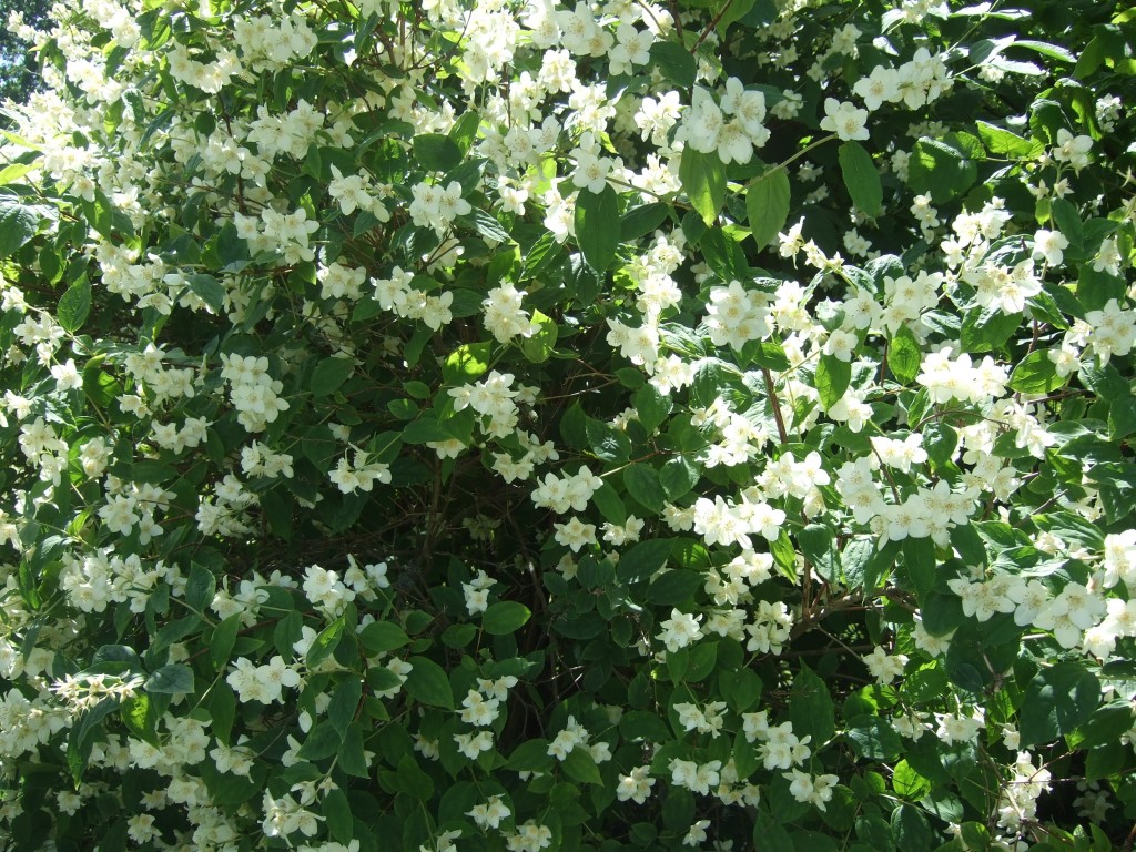 Jasmin