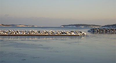 Vinter i fyrudden